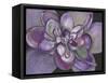 Plum Succulent-Filippo Ioco-Framed Stretched Canvas