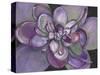 Plum Succulent-Filippo Ioco-Stretched Canvas