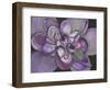 Plum Succulent-Filippo Ioco-Framed Art Print