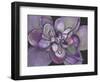 Plum Succulent-Filippo Ioco-Framed Art Print