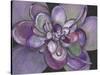 Plum Succulent-Filippo Ioco-Stretched Canvas