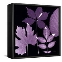 Plum Sunprint Leaves-Dan Zamudio-Framed Stretched Canvas