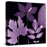 Plum Sunprint Leaves-Dan Zamudio-Stretched Canvas