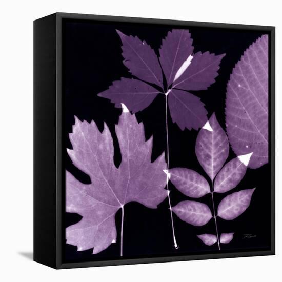 Plum Sunprint Leaves-Dan Zamudio-Framed Stretched Canvas