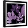 Plum Sunprint Leaves-Dan Zamudio-Framed Art Print