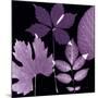 Plum Sunprint Leaves-Dan Zamudio-Mounted Art Print