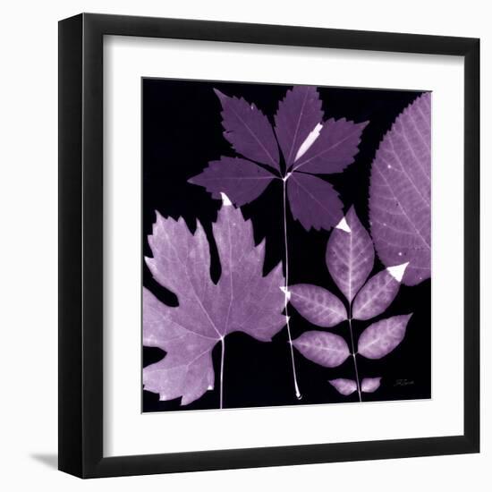 Plum Sunprint Leaves-Dan Zamudio-Framed Art Print