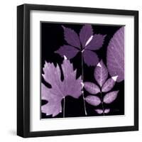 Plum Sunprint Leaves-Dan Zamudio-Framed Art Print