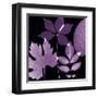 Plum Sunprint Leaves-Dan Zamudio-Framed Art Print