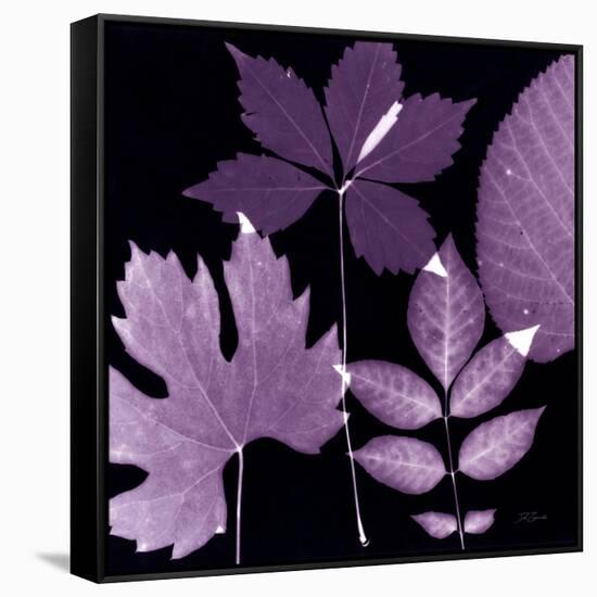 Plum Sunprint Leaves-Dan Zamudio-Framed Stretched Canvas