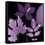 Plum Sunprint Leaves-Dan Zamudio-Framed Stretched Canvas