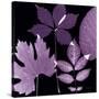 Plum Sunprint Leaves-Dan Zamudio-Stretched Canvas