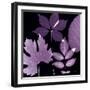 Plum Sunprint Leaves-Dan Zamudio-Framed Art Print