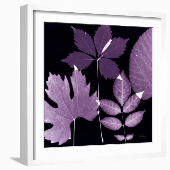 Plum Sunprint Leaves-Dan Zamudio-Framed Art Print