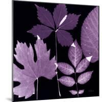 Plum Sunprint Leaves-Dan Zamudio-Mounted Art Print