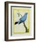 Plum-Throated Cotinga-Georges-Louis Buffon-Framed Giclee Print