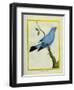 Plum-Throated Cotinga-Georges-Louis Buffon-Framed Giclee Print