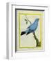 Plum-Throated Cotinga-Georges-Louis Buffon-Framed Giclee Print