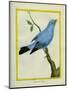 Plum-Throated Cotinga-Georges-Louis Buffon-Mounted Giclee Print