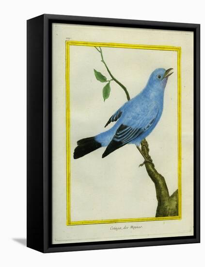 Plum-Throated Cotinga-Georges-Louis Buffon-Framed Stretched Canvas