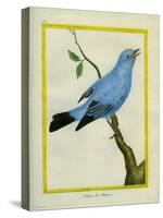 Plum-Throated Cotinga-Georges-Louis Buffon-Stretched Canvas