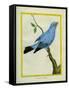 Plum-Throated Cotinga-Georges-Louis Buffon-Framed Stretched Canvas