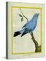 Plum-Throated Cotinga-Georges-Louis Buffon-Stretched Canvas