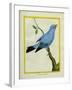 Plum-Throated Cotinga-Georges-Louis Buffon-Framed Giclee Print