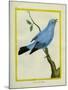 Plum-Throated Cotinga-Georges-Louis Buffon-Mounted Giclee Print