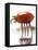 Plum Tomato, Speared on a Fork-null-Framed Stretched Canvas