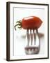 Plum Tomato, Speared on a Fork-null-Framed Photographic Print