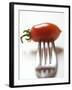 Plum Tomato, Speared on a Fork-null-Framed Photographic Print