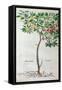 Plum Tree, a Botanical Plate from the Herbarium by Leonhart Fuchs-null-Framed Stretched Canvas