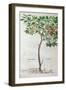 Plum Tree, a Botanical Plate from the Herbarium by Leonhart Fuchs-null-Framed Giclee Print