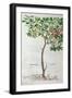 Plum Tree, a Botanical Plate from the Herbarium by Leonhart Fuchs-null-Framed Giclee Print