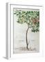 Plum Tree, a Botanical Plate from the Herbarium by Leonhart Fuchs-null-Framed Giclee Print