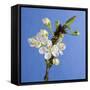 Plum Tree Blossom-null-Framed Stretched Canvas