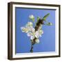 Plum Tree Blossom-null-Framed Premium Photographic Print