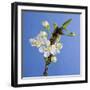 Plum Tree Blossom-null-Framed Premium Photographic Print