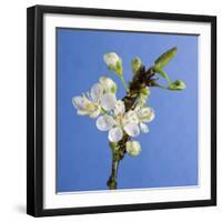 Plum Tree Blossom-null-Framed Photographic Print