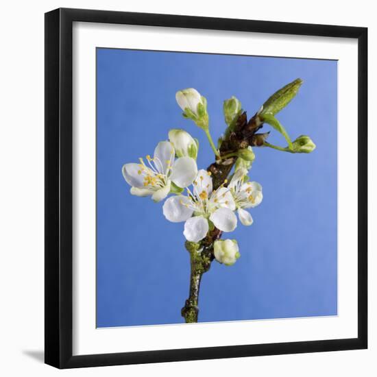 Plum Tree Blossom-null-Framed Photographic Print