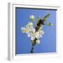 Plum Tree Blossom-null-Framed Photographic Print