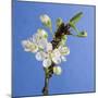 Plum Tree Blossom-null-Mounted Photographic Print