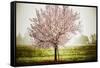 Plum Tree Blossoms In Sonoma County-Ron Koeberer-Framed Stretched Canvas