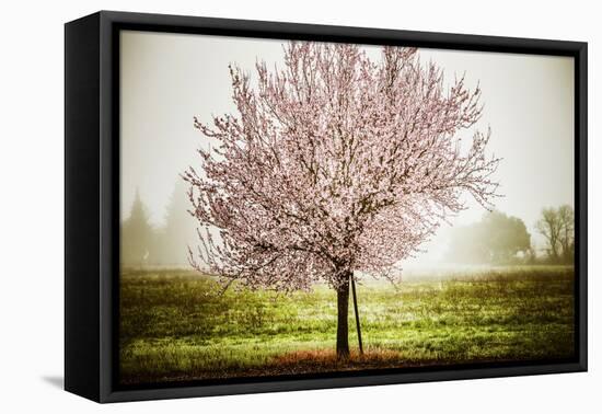 Plum Tree Blossoms In Sonoma County-Ron Koeberer-Framed Stretched Canvas