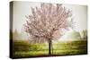 Plum Tree Blossoms In Sonoma County-Ron Koeberer-Stretched Canvas