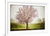 Plum Tree Blossoms In Sonoma County-Ron Koeberer-Framed Photographic Print