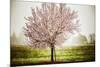 Plum Tree Blossoms In Sonoma County-Ron Koeberer-Mounted Photographic Print