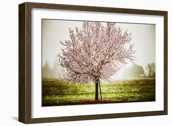 Plum Tree Blossoms In Sonoma County-Ron Koeberer-Framed Photographic Print