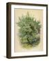 Plum Tree-null-Framed Art Print